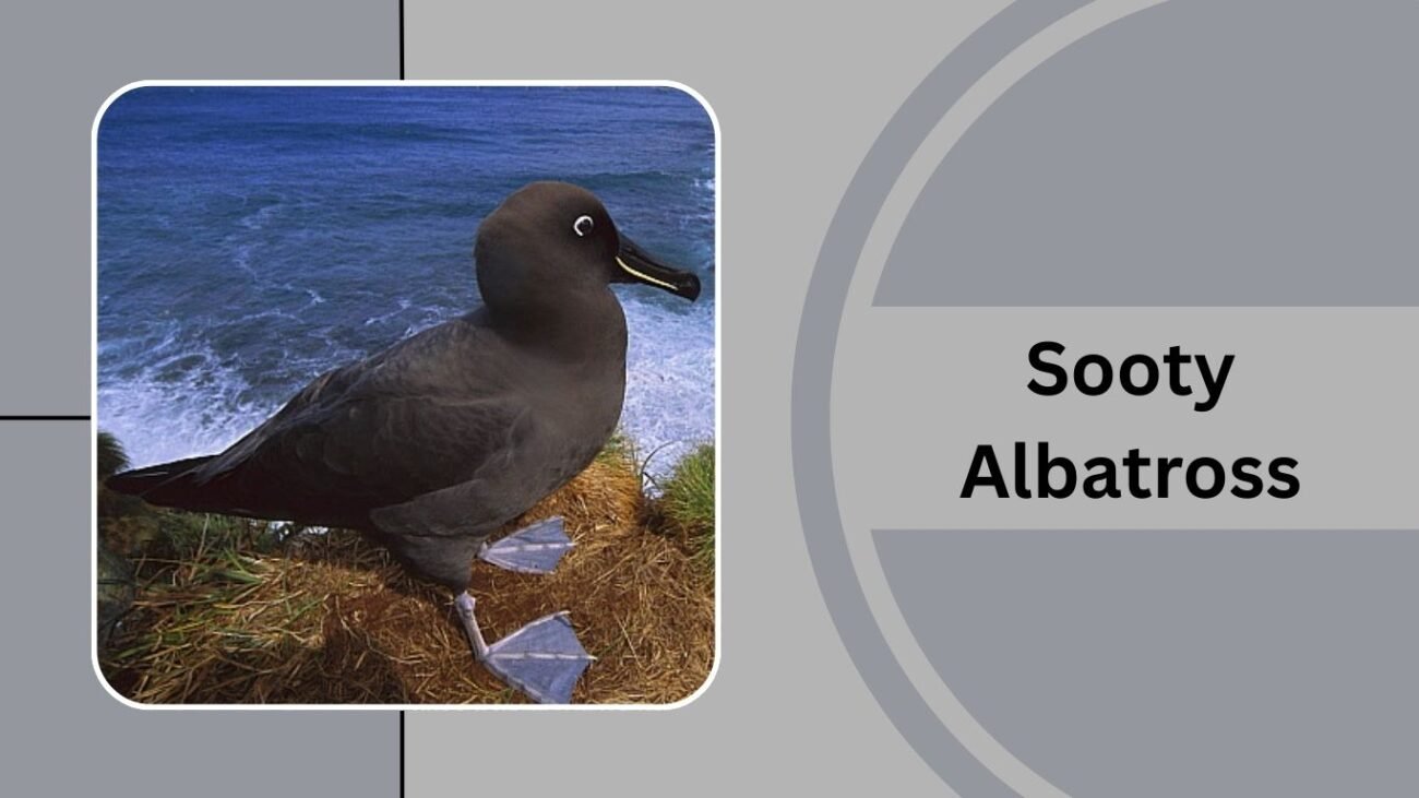 Sooty Albatross