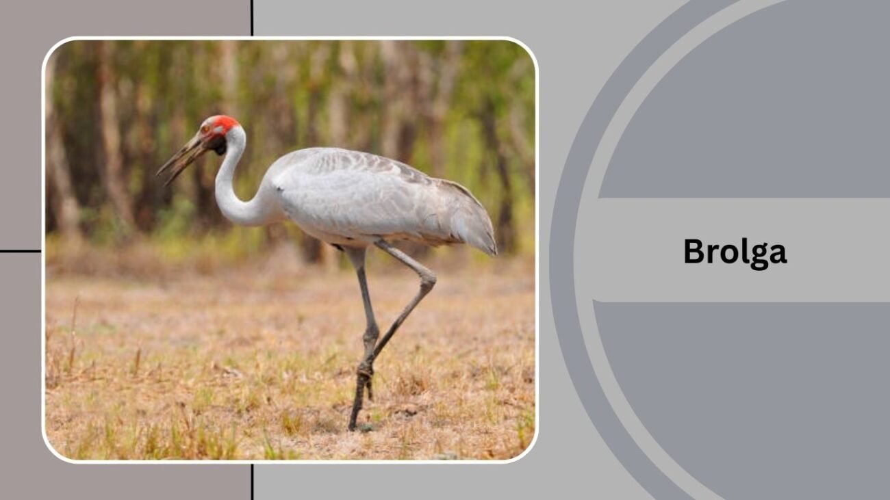 Brolga
