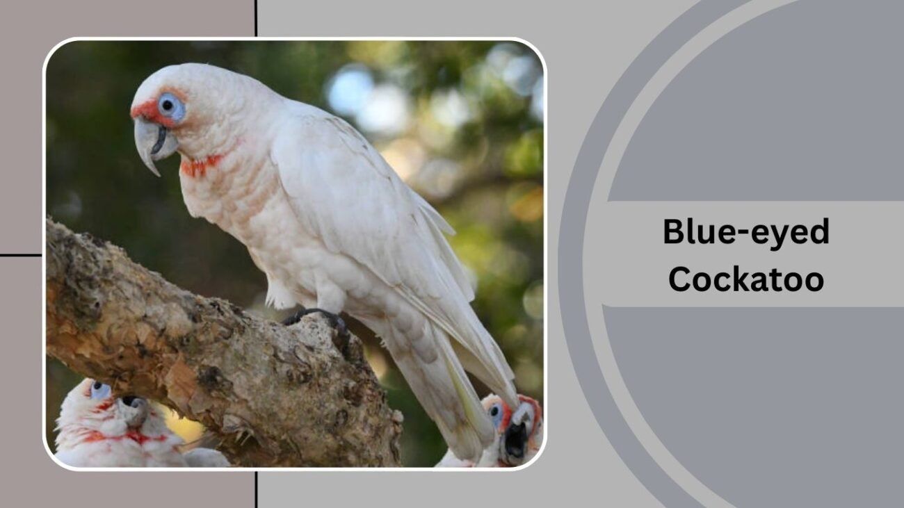Blue-eyed Cockatoo