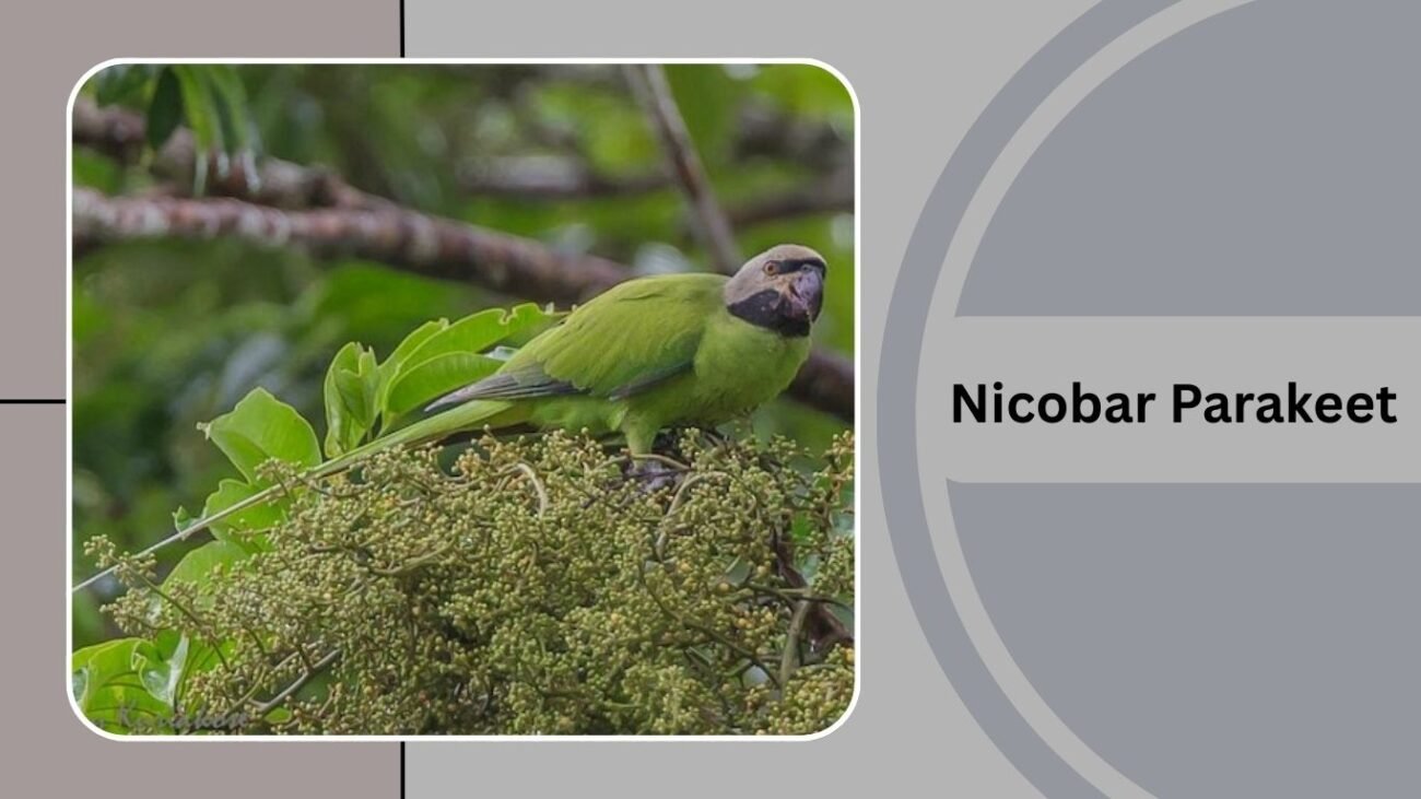 Nicobar Parakeet