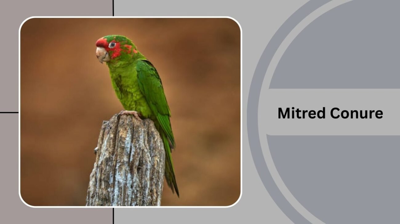 Mitred Conure