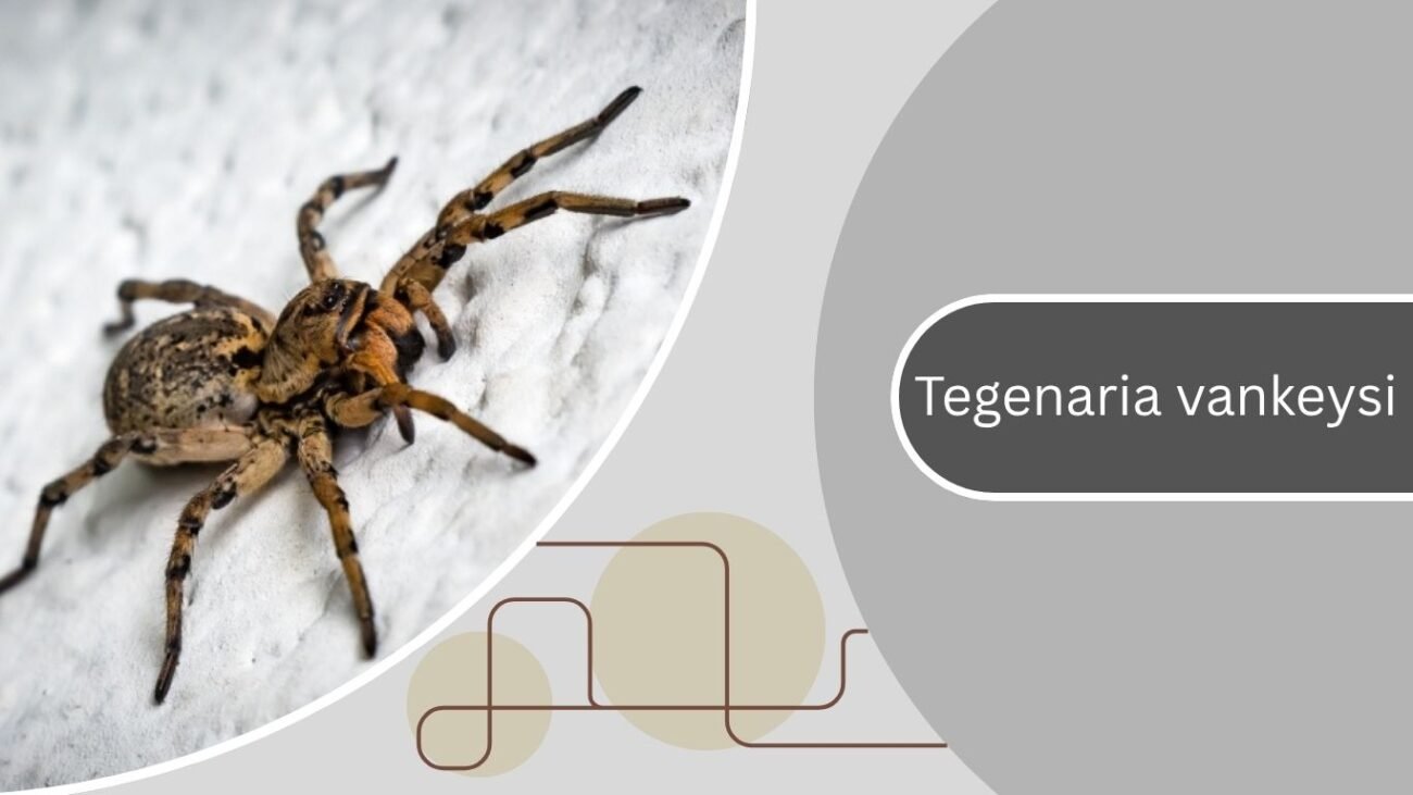 Tegenaria vankeysi