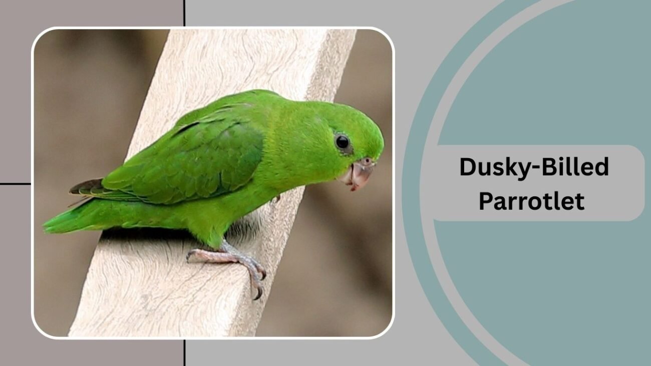 Dusky-Billed Parrotlet