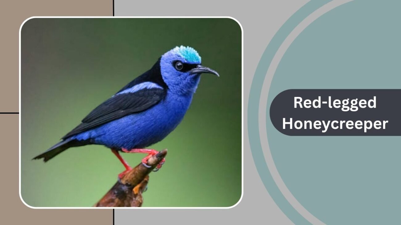 Red-legged Honeycreeper