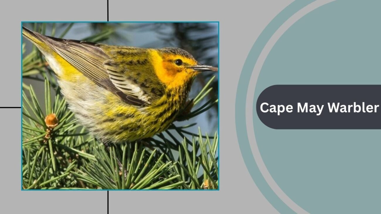 Cape May Warbler