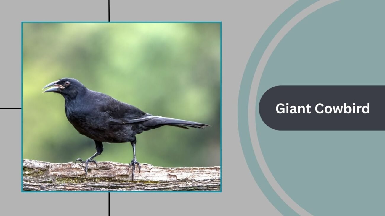 Giant Cowbird