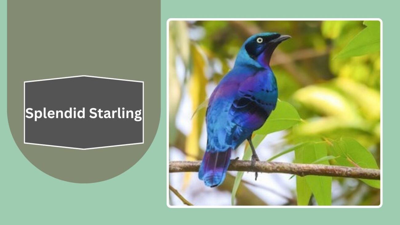 Splendid Starling