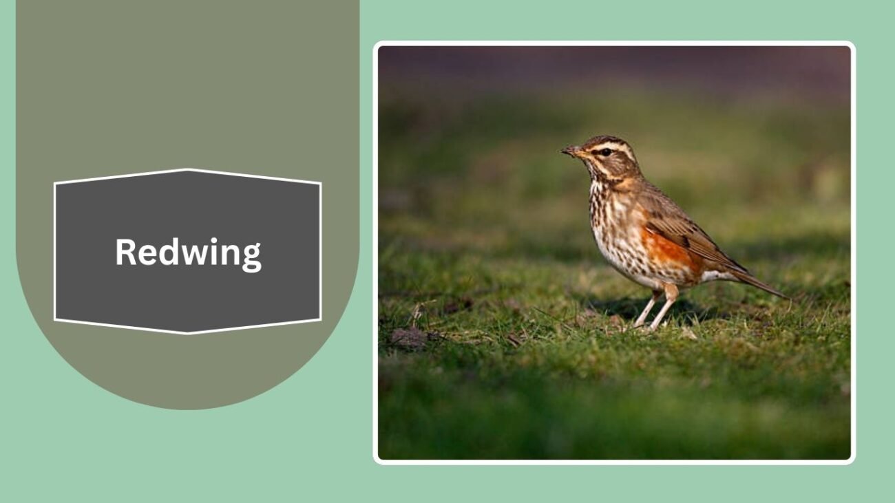  Redwing
