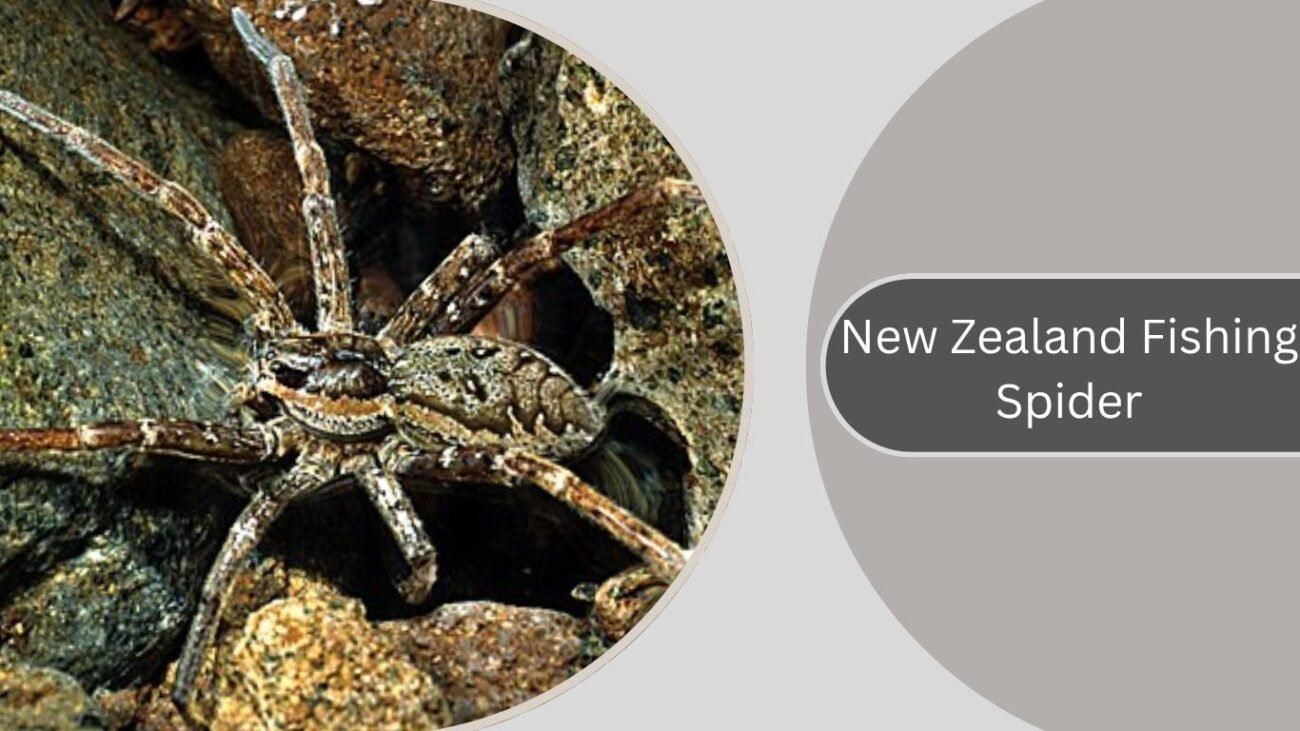 New Zealand Fishing Spider