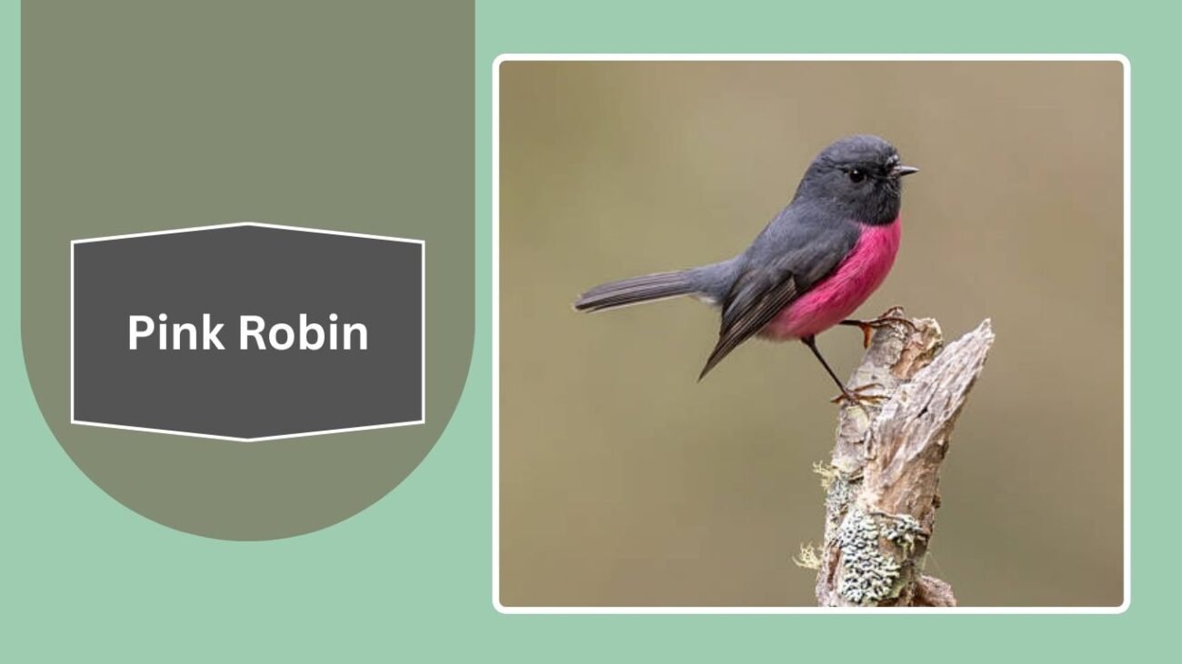 Pink Robin