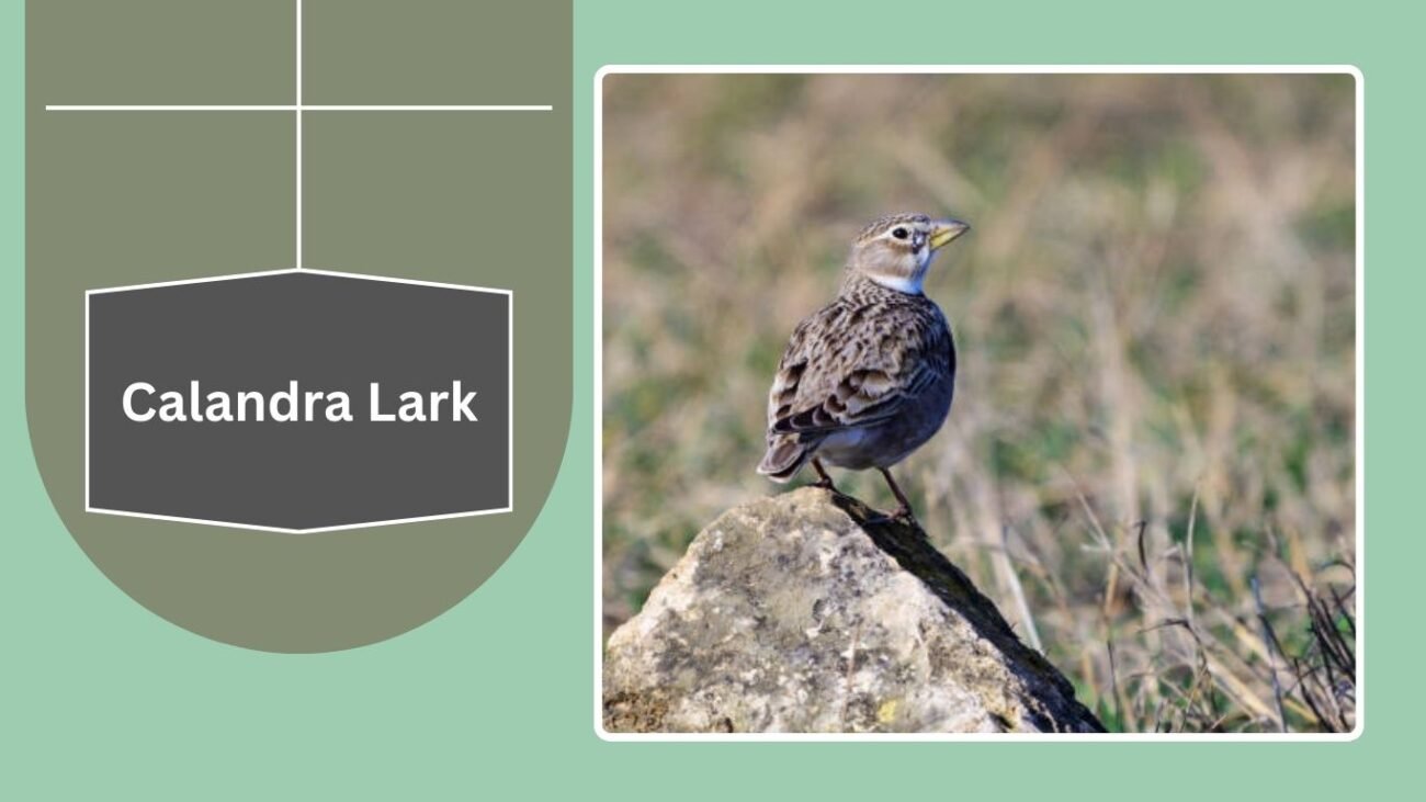 Calandra Lark