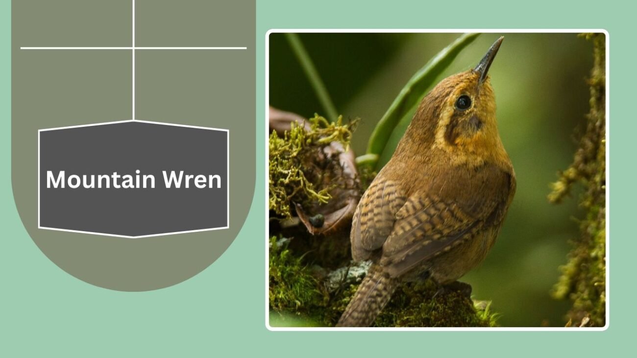 Mountain Wren