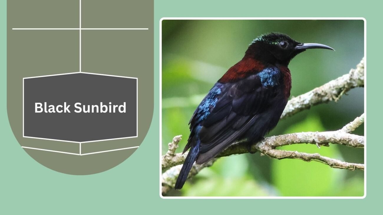 Black Sunbird