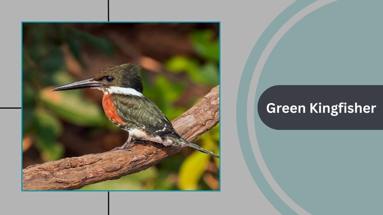  Green Kingfisher