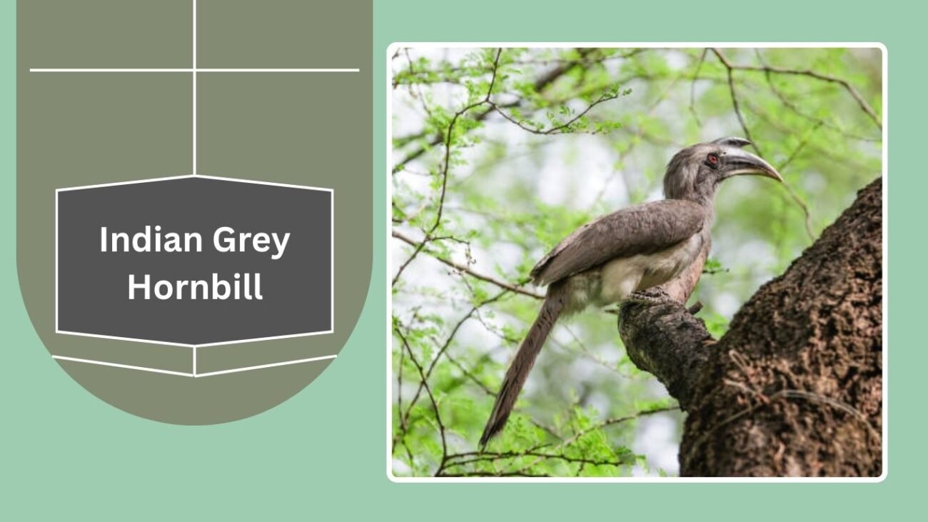 Indian Grey Hornbill