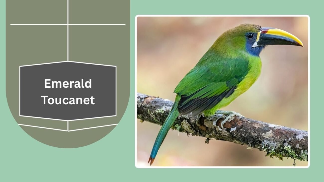  Emerald Toucanet