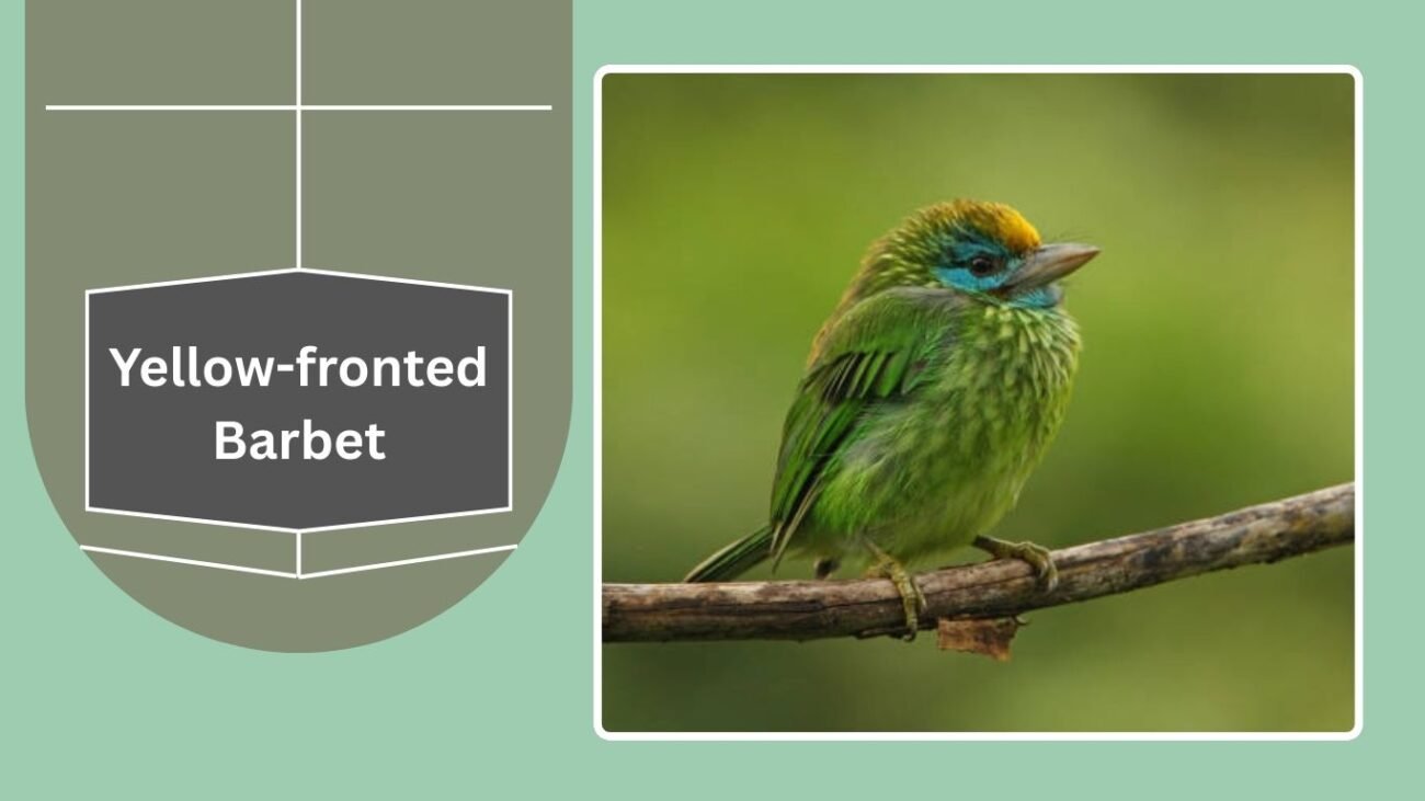 Yellow-fronted Barbet