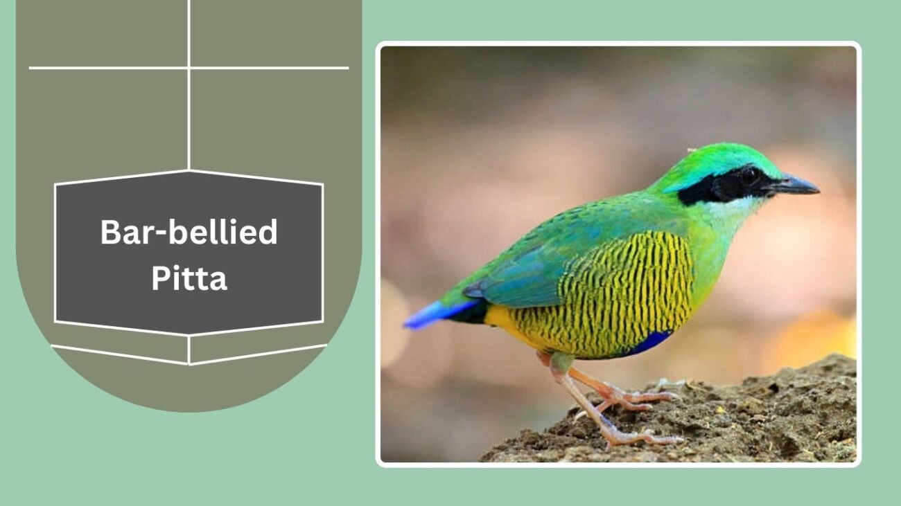 Bar-bellied Pitta