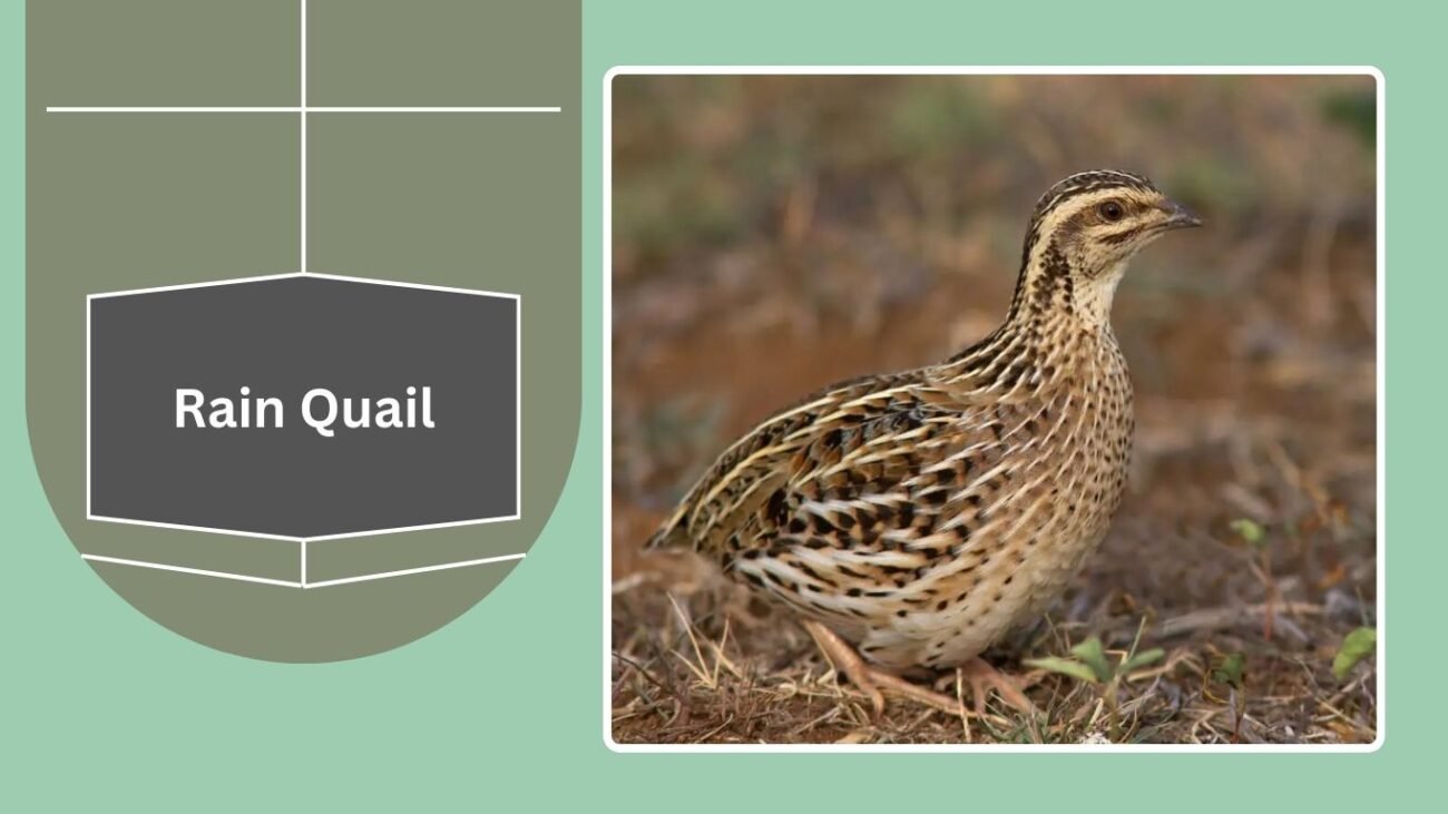 Rain Quail