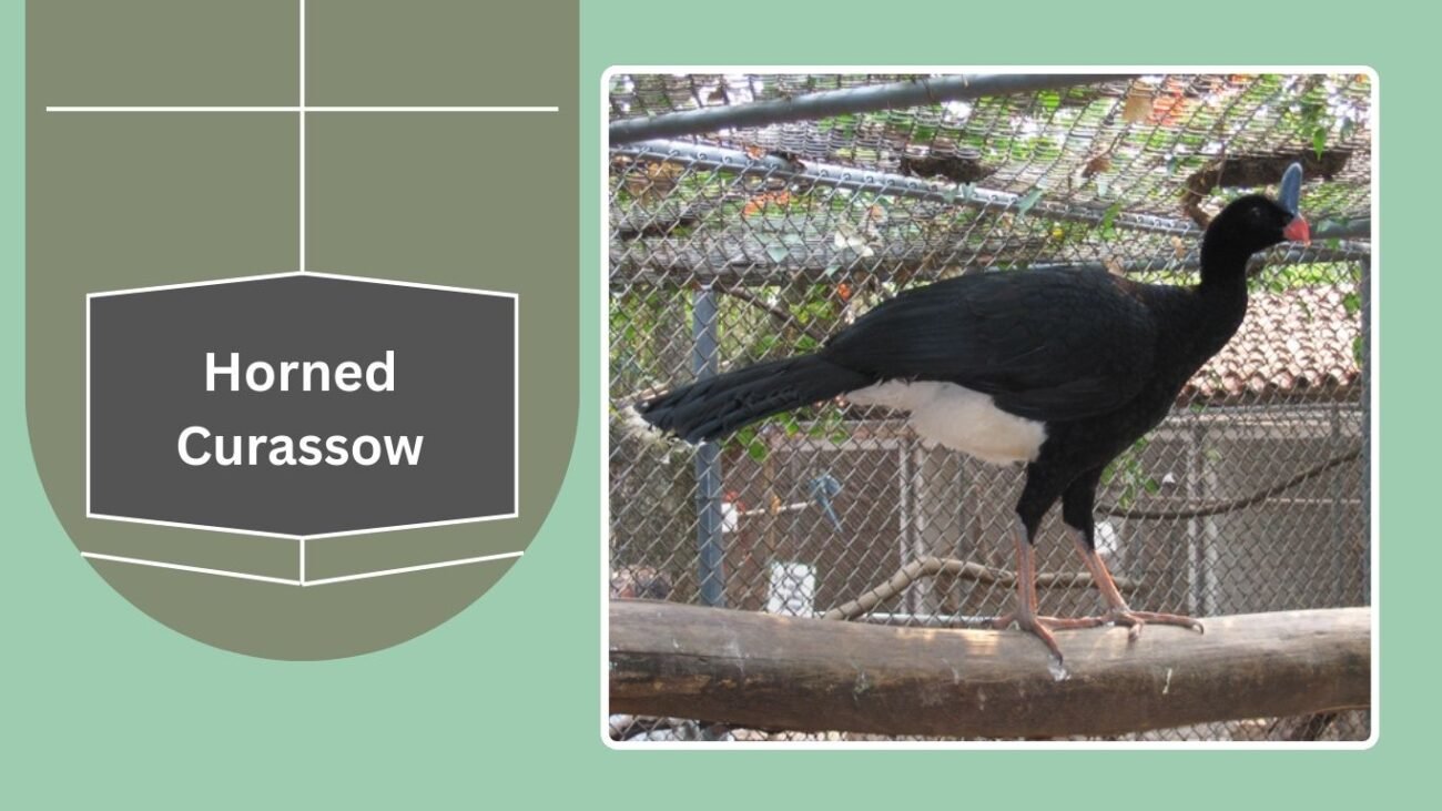  Horned Curassow