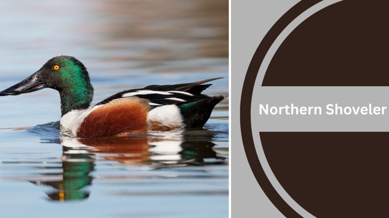 Northern Shoveler