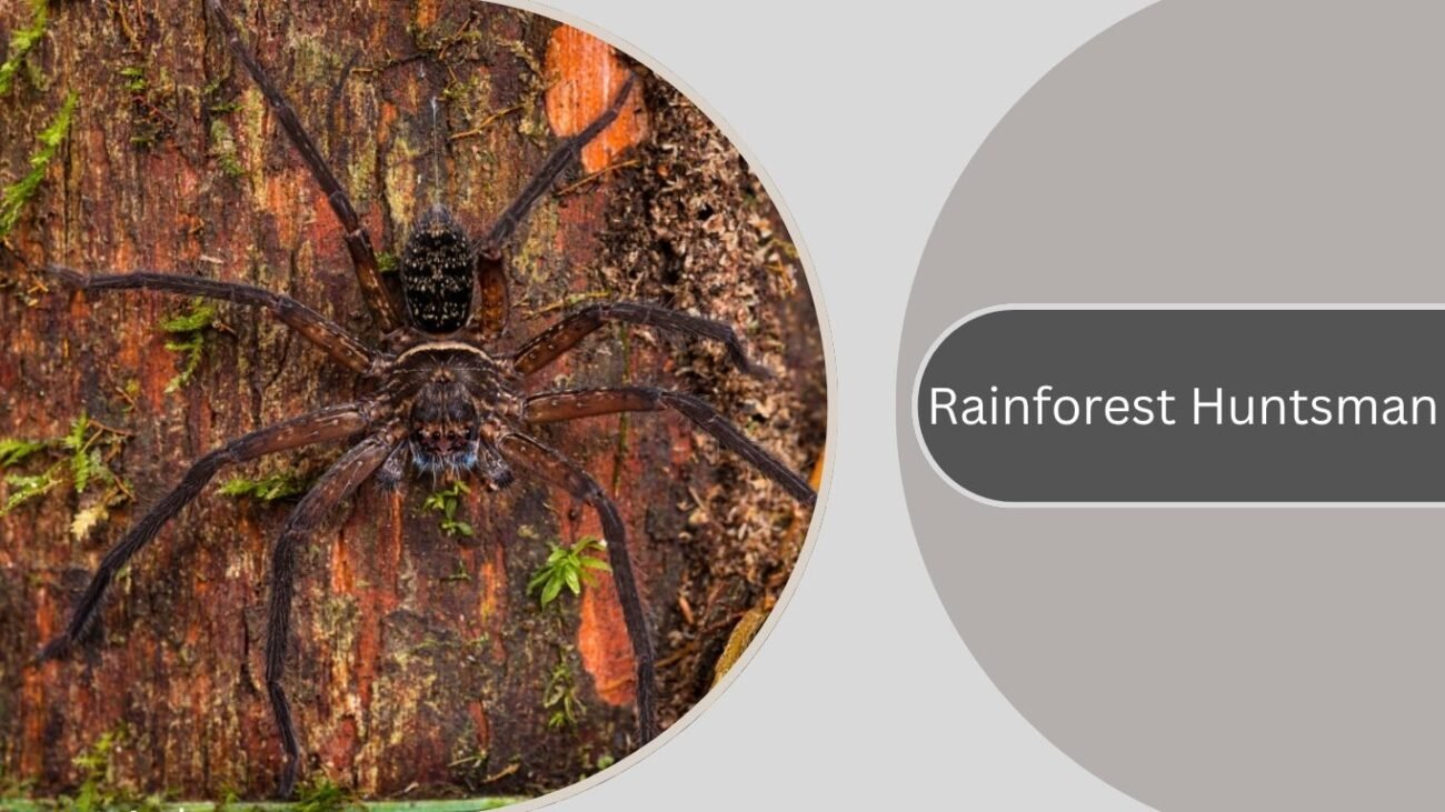 Rainforest Huntsman