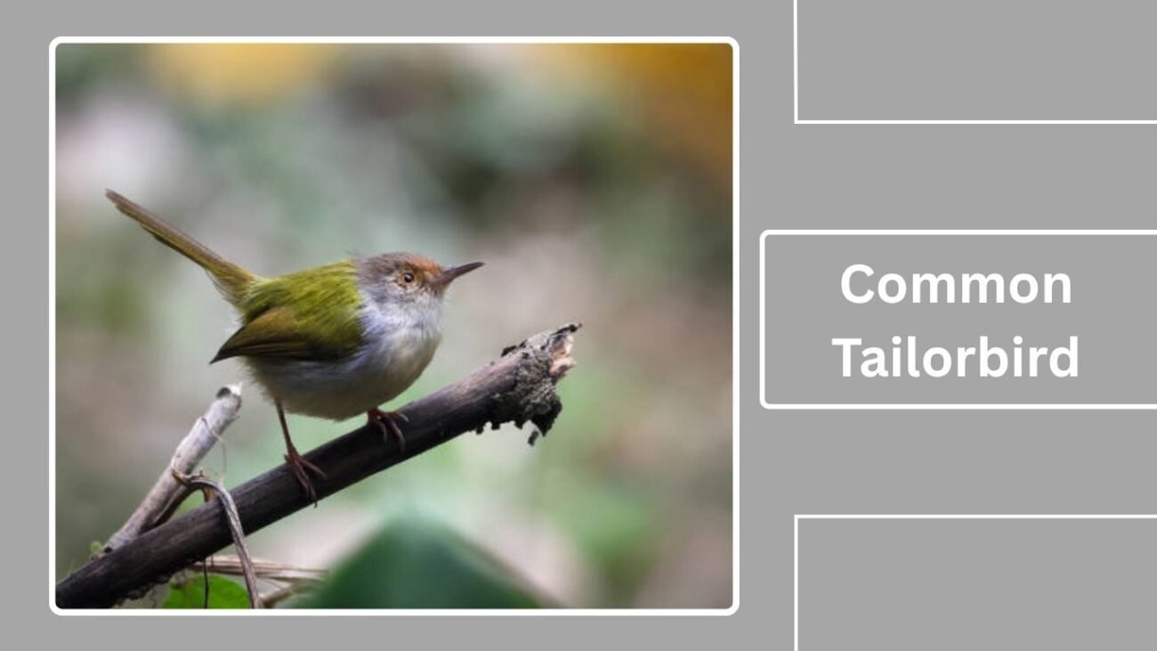 Common Tailorbird