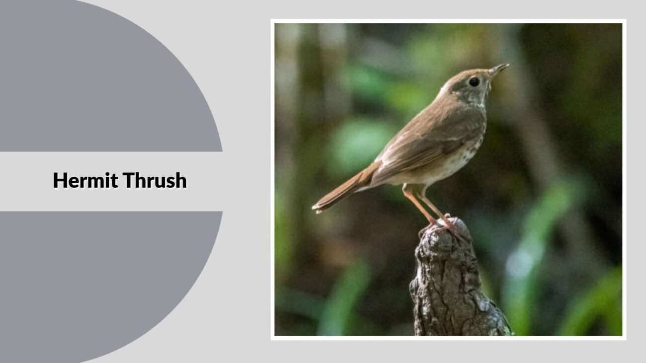 Hermit Thrush