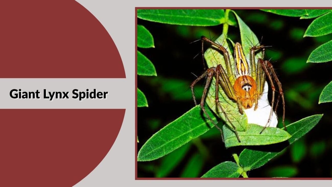 Giant Lynx Spider