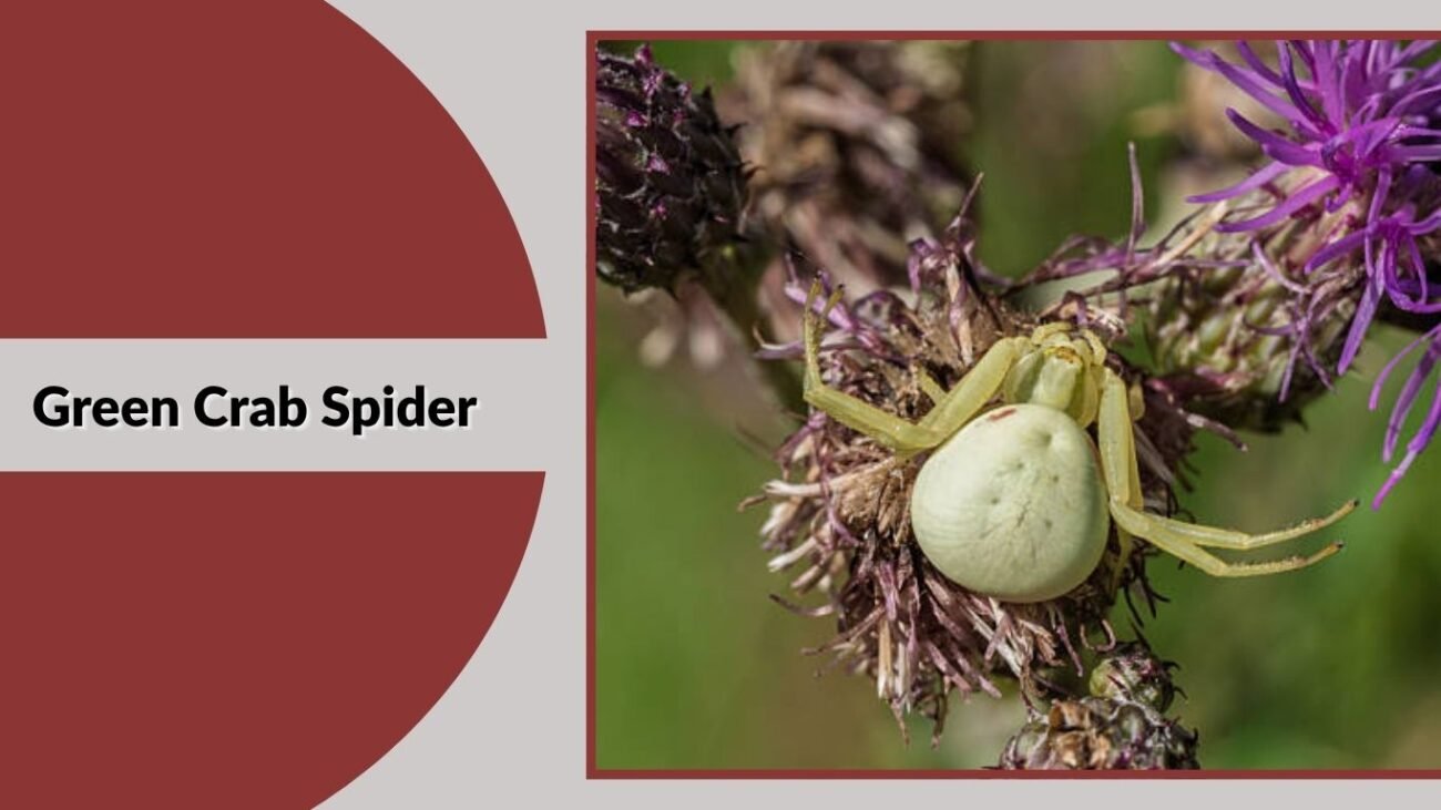 Green Crab Spider