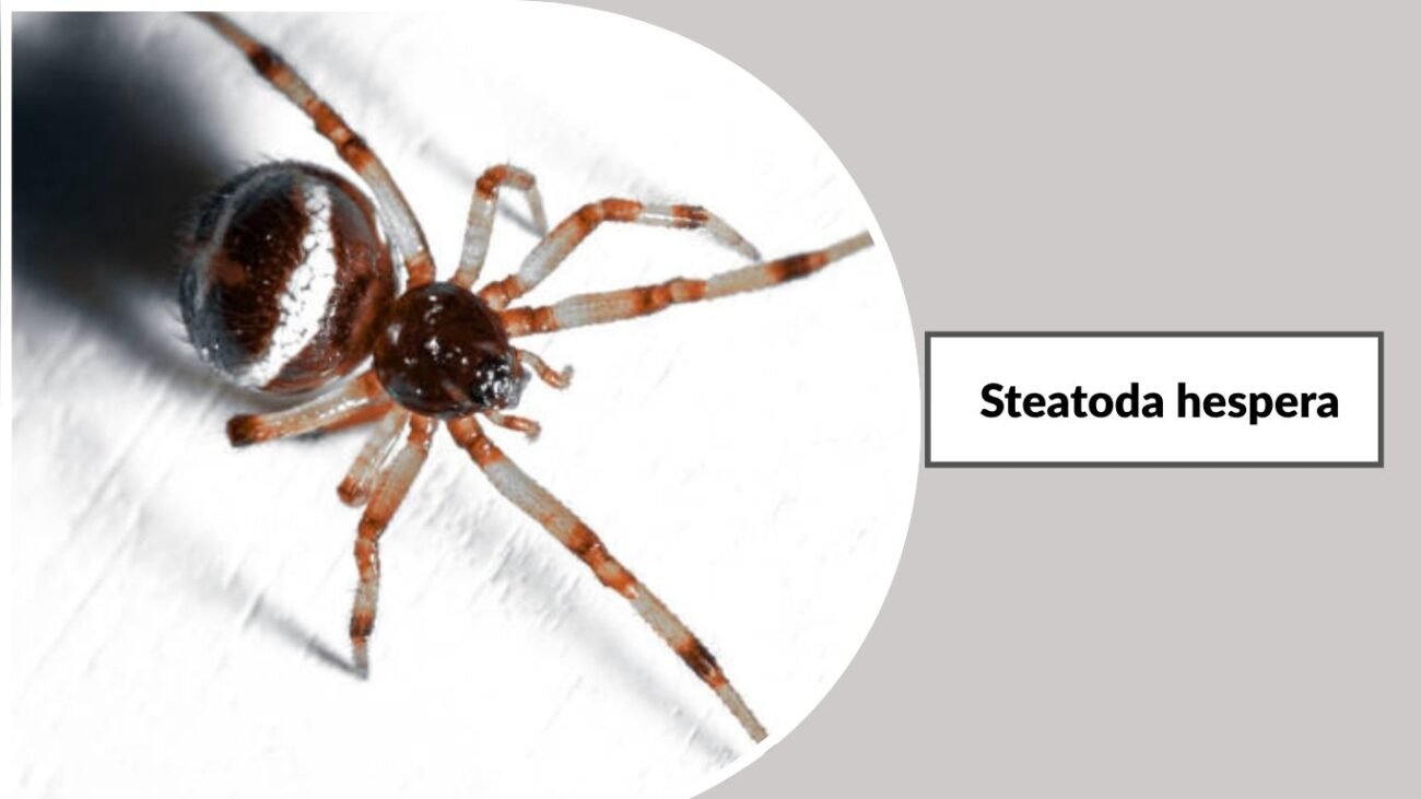 Steatoda hespera