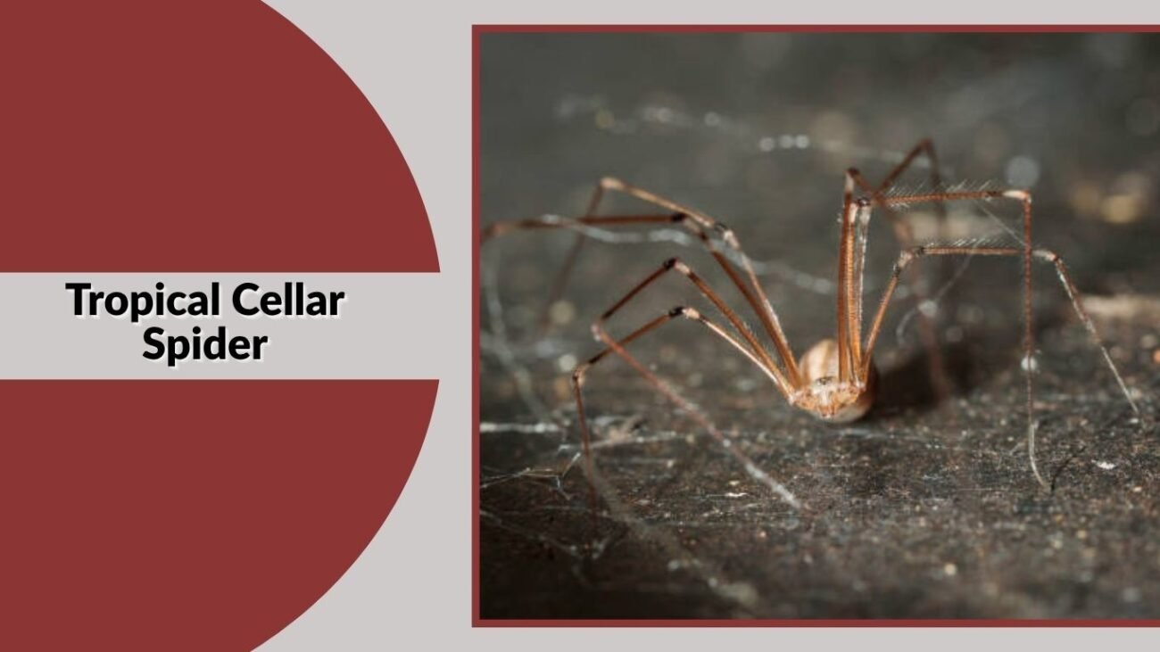 Tropical Cellar Spider