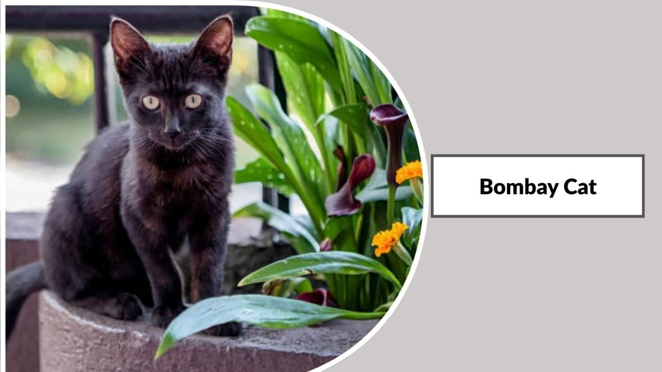 Bombay Cat