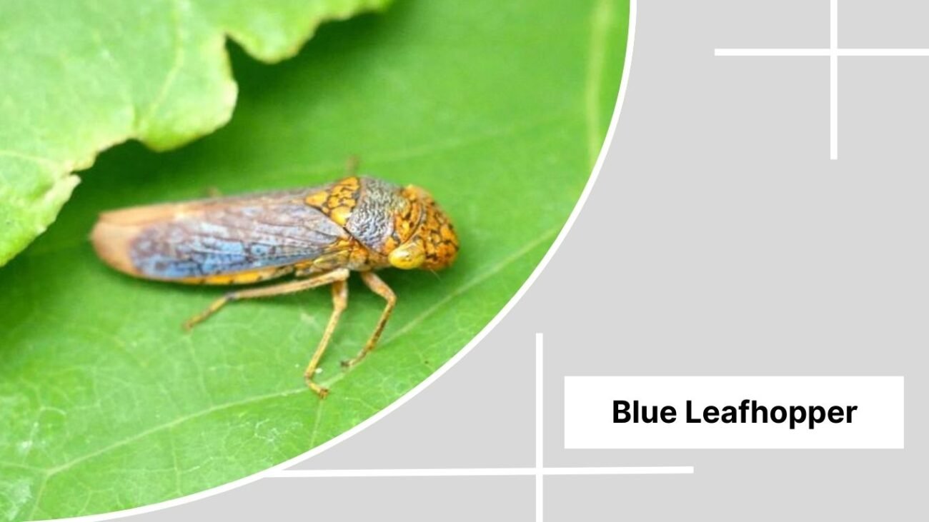  Blue Leafhopper