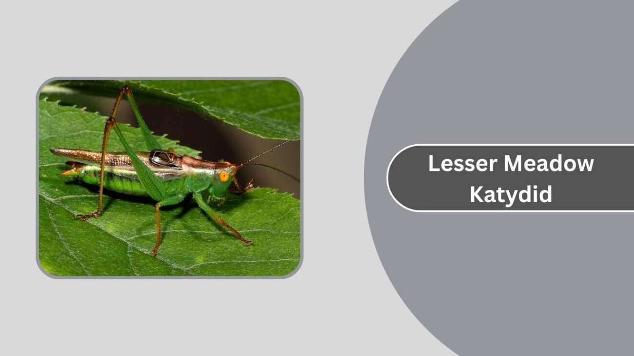 Lesser Meadow Katydid