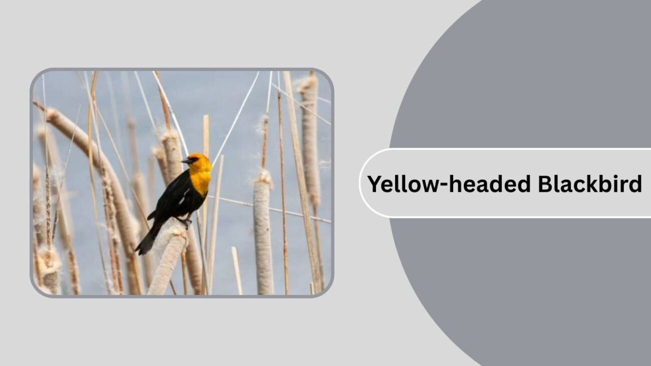 Yellow-headed Blackbird