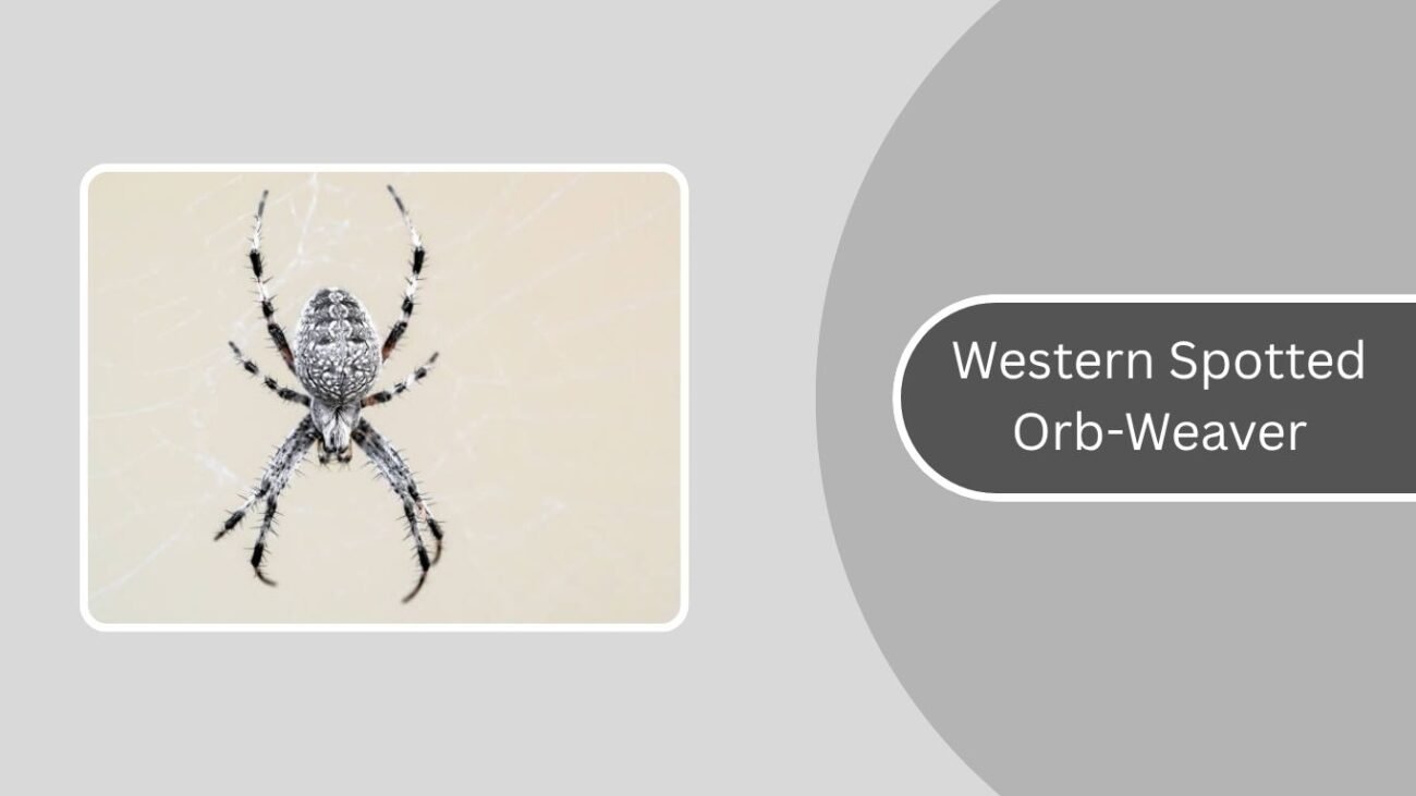Western Spotted Orb-Weaver