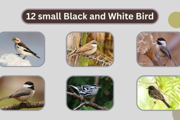12 small Black and White Bird