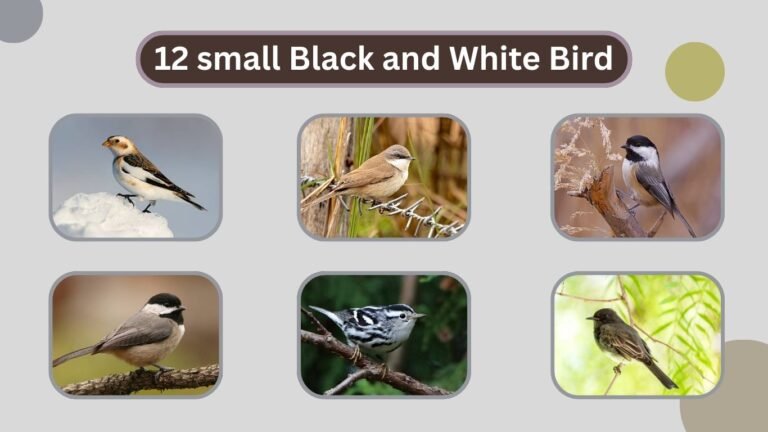 12 small Black and White Bird