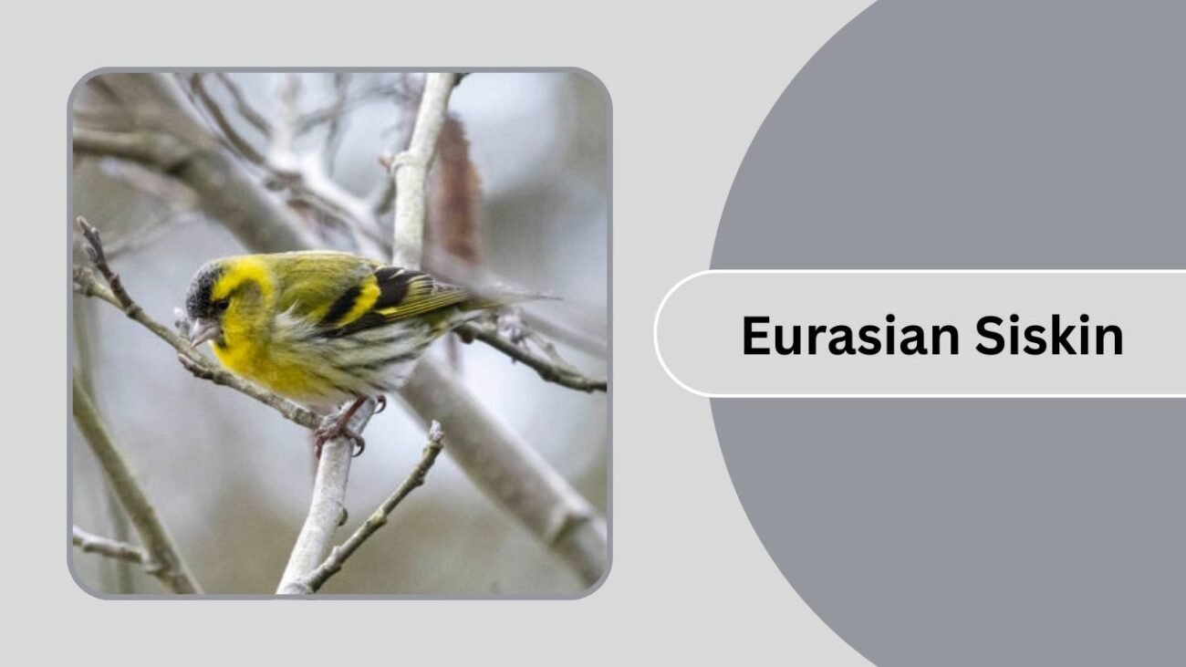 Eurasian Siskin