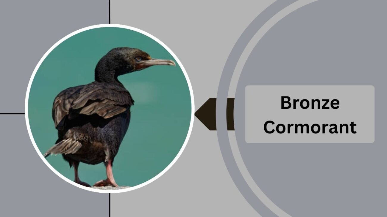 Bronze Cormorant
