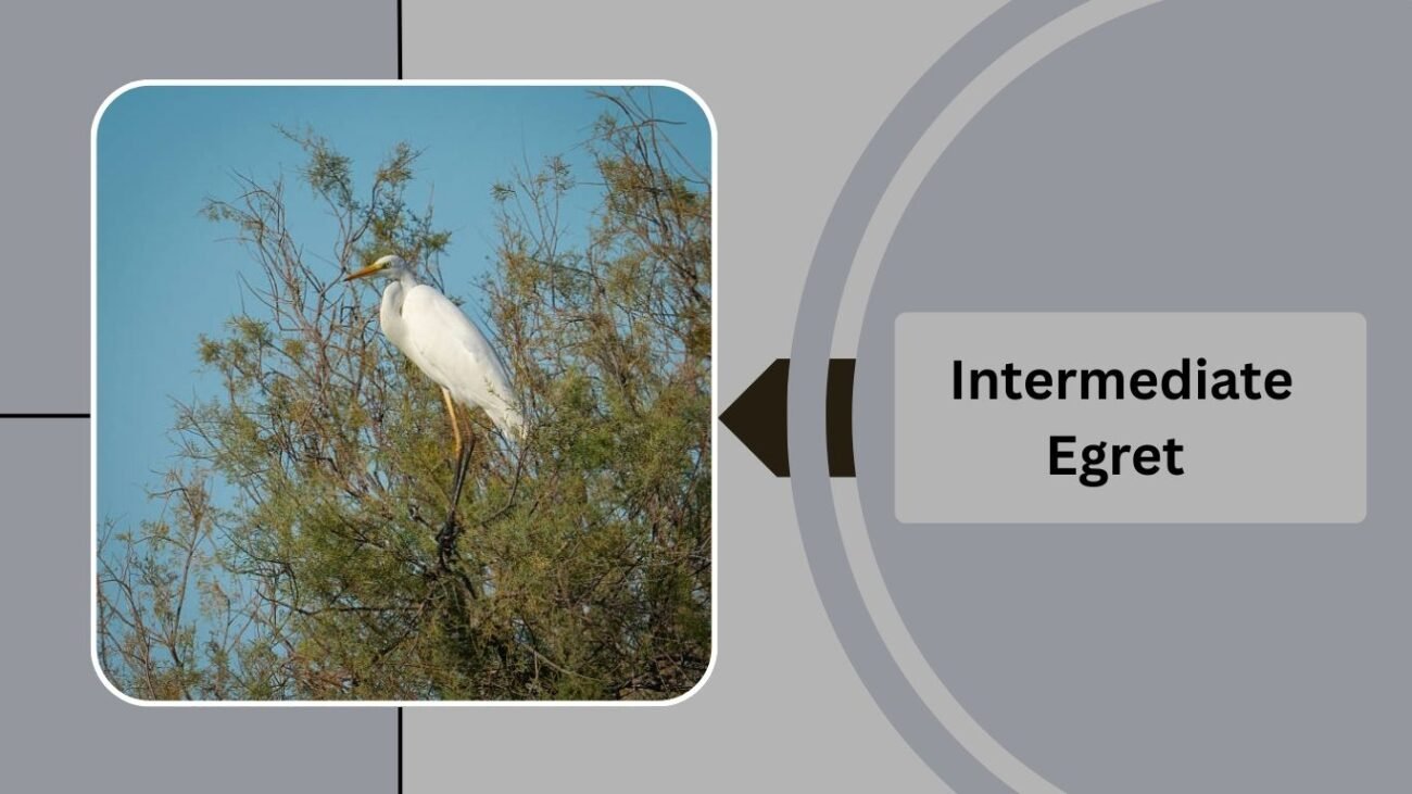 Intermediate Egret 