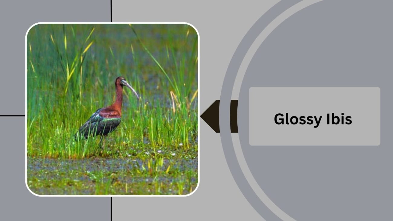 Glossy Ibis 