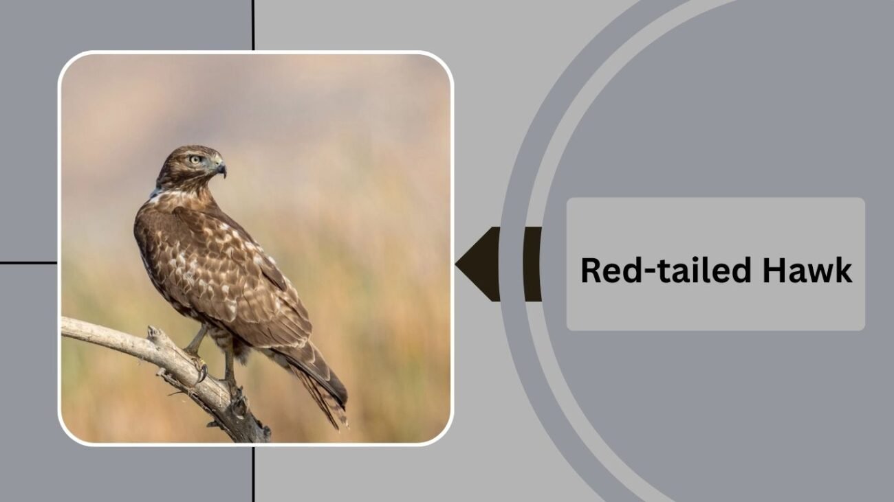 Red-tailed Hawk