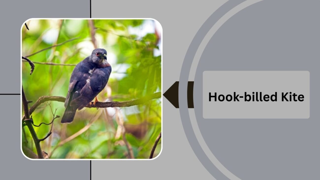 Hook-billed Kite