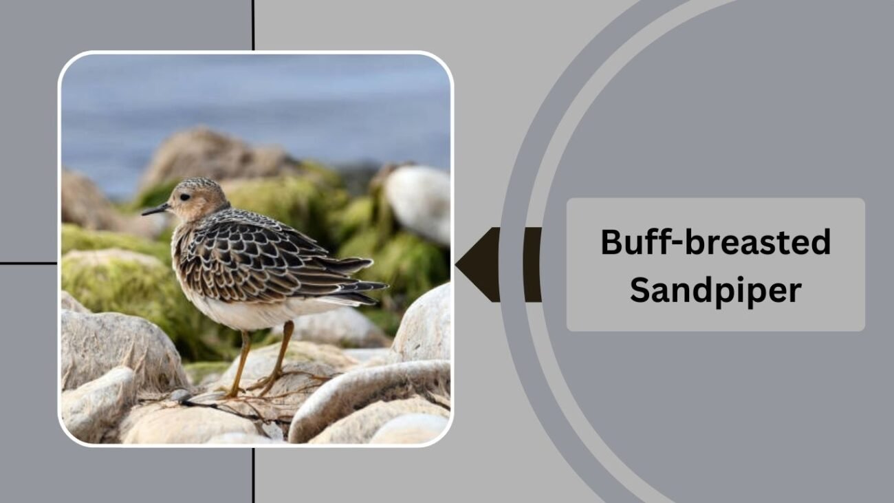  Buff-breasted Sandpiper