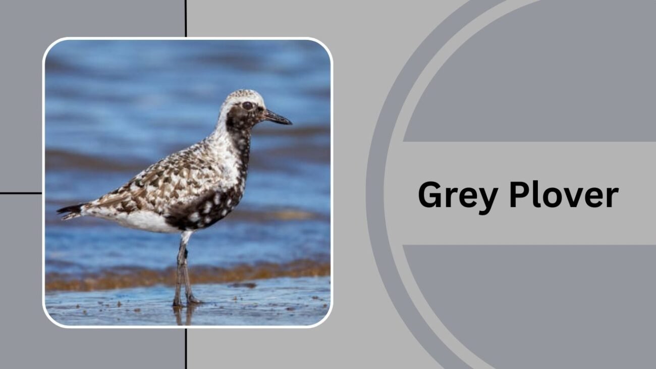 Grey Plover