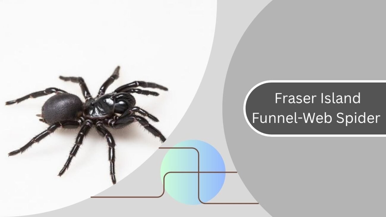 Fraser Island Funnel-Web Spider