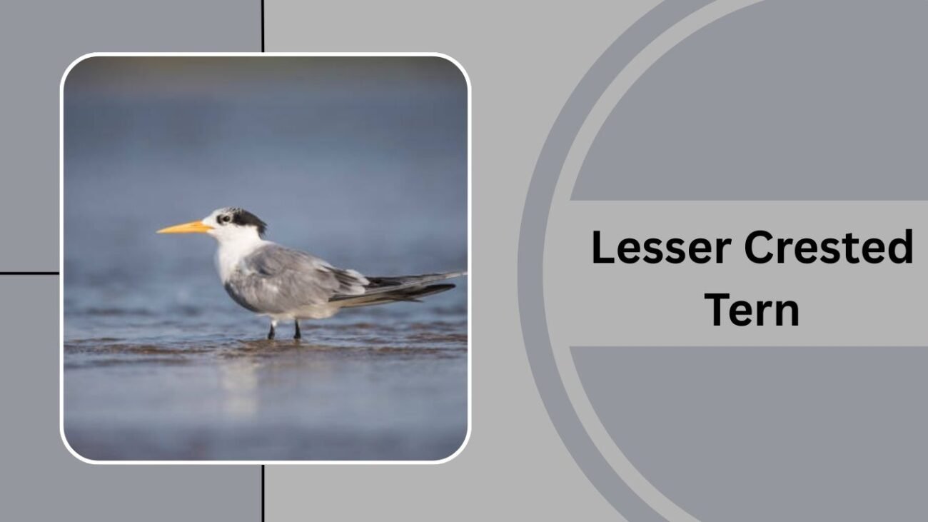 Lesser Crested Tern