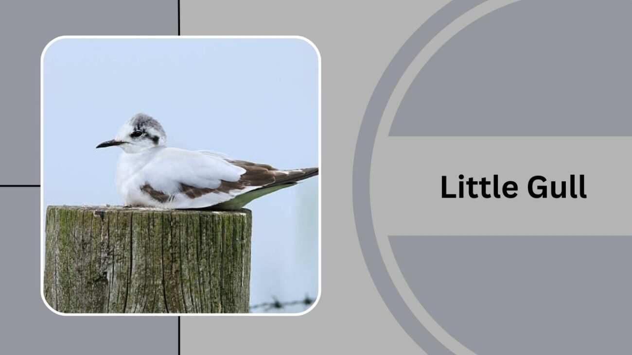 Little Gull